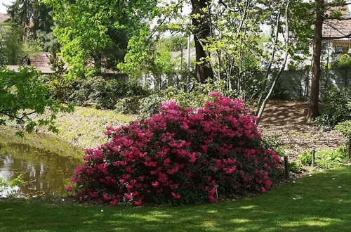 Różanecznik japoński, azalia japońska (Rhododendron molle (Blume) 